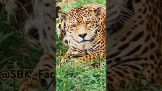 Fact About Cheetah shorts shortsfeed viralshorts facts animals 😊🐆🐆 [upl. by Nibroc]