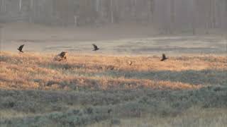 Yellowstone 2024 Grizzly Chasing Another off a Carcass [upl. by Bergin856]