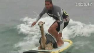 Ein Lama lernt surfen  SPIEGEL TV [upl. by Markman]