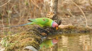 Plumheaded Parakeet [upl. by Hguh565]