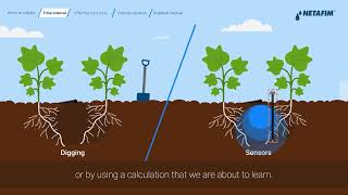 Irrigation scheduling  Netafim [upl. by Nameloc123]