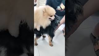 Dog breeding pomeranian dogstud doglover [upl. by Honniball]