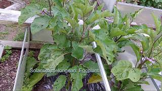 Solanum laciniatum NZ poroporo rootstock for pepper and eggplant graft [upl. by Syah12]