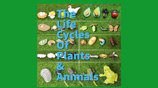 The Life Cycles of Plants and Animals [upl. by Lafleur609]