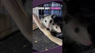 Rescued Baby Possums Show No Fear Of The Camera📸 [upl. by Ivatts343]