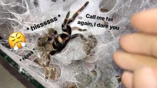 My tarantula got PISSED when I called her FAT  Stridulating [upl. by Weinrich]