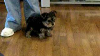 Yorkie  first day home [upl. by Brenton]