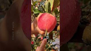 How to Grow Apple Tree From Seeds at Home 🍎 plants farming shorts [upl. by Sirmons]