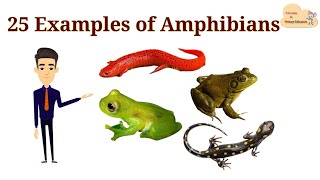 25 Examples of Amphibians  List of Amphibians with Picture [upl. by Merridie]