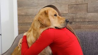 What Hugging With a Clingy Golden Retriever Looks Like [upl. by Marquet]