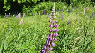 Magical Lupine walk [upl. by Akemal]