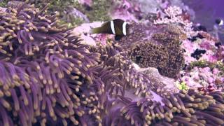 Chagos Anemonefish and Magnificent sea anemone Chagos MPA [upl. by Baerl]