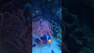 Clown Fish nemo clownfish fish [upl. by Getraer]