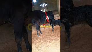 Girlando cow for sale jarsi hfcow hfcalf animals cow 25liter milk [upl. by Keare979]