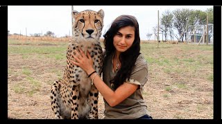 Cheetahs Raised By Meerkats  Volunteer Southern Africa [upl. by Kayle]