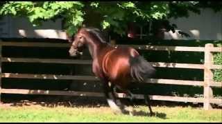 Mr Sidney étalon au Haras du Quesnay  Sept2012 [upl. by Lirrad790]