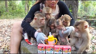 Feed milk for all abandoned monkeys [upl. by Secnirp597]