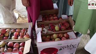 Todays market update Parimpora fruit Mandi Srinagar [upl. by Telimay]