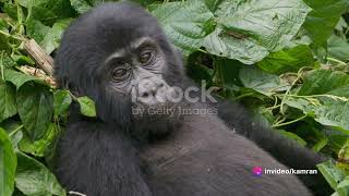 Gorillas Uncovered A Journey into the Wild [upl. by Marguerie]