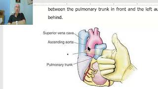 Anatomy CVS Module in Arabic 11  Transverse sinus of pericardium  by Dr Wahdan [upl. by Sivle]