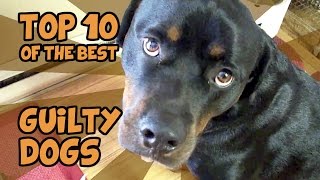 THE TOP 10 GUILTIEST GUILTY DOGS OF ALL TIME [upl. by Mcneil]