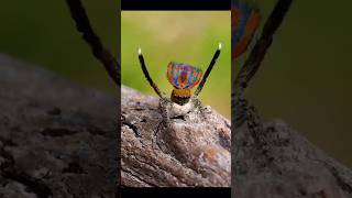 The dancing probable meal  The peacock spider [upl. by Eirrehc617]