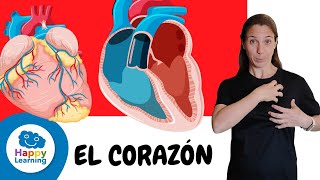 DATOS QUE NO CONOCÍAS DEL CORAZÓN  HAPPY LEARNING ❤️🩺🩻 [upl. by Haianeb254]