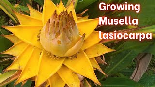 Musella lasiocarpa  Introduction and Growing Tips [upl. by Tuck342]