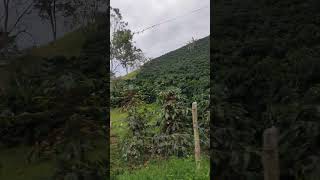 Pitalito Huila Colombia ❤️🇨🇴 [upl. by Rilda]