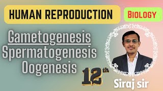 Gametogenesis Class 12Spermatogenesis and Oogenesis Class 12Human reproduction [upl. by Yot]