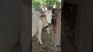 Cow eating straw in the farm animalfarming cattlefeed cattlefeeding animals farming nature [upl. by Gerta395]