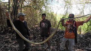 KING COBRA NASILO SA TRAP NG BAYAWAK [upl. by Rhody]