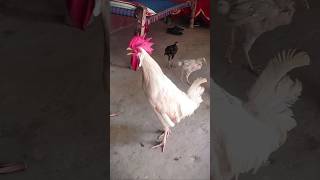 Rooster Crowing 🐓📢🤩 S03E02 shorts [upl. by Lowell]