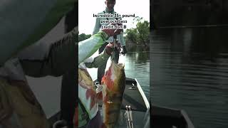 This peacock bass was incredible Credit Jon B shorts fishing [upl. by Akinajnat]