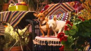 Una Chihuahua de Beverly Hills Trailer [upl. by Hulen]