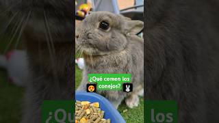 ¿Qué comen los conejos🐰🍀😍 vida animal cap1 [upl. by Yeo]