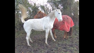 Horse behaviour  mare frustration with disinterested gelding [upl. by Introc701]