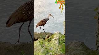 Adorable Limpkin Dances Gracefully🐦 [upl. by Bigelow39]