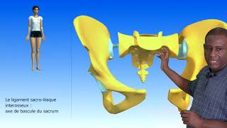 Les articulations du bassin La sacro iliaque Les ligaments du bassin [upl. by Arnelle]