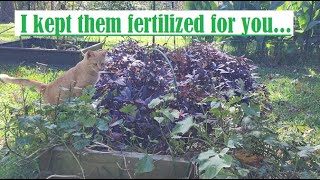 quotHarvestingquot sweet potatoes and whats still growing midDecember [upl. by Hguh976]