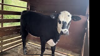 Is that a new baldy heifer Not weaned… New farm… New friends… Meet Oreo [upl. by Terrej]