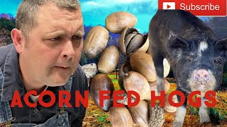 Acorn Fed Pigs  Free Hog Food Part 1 [upl. by Millman696]