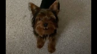 Yorkshire Terrier barking and calling to play [upl. by Anzovin]