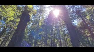 Hiking in Redwood National Park and Praire Creek State Park Foothill Loop Trail [upl. by Caesaria]