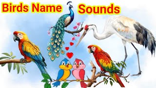 BIRDS Names and Sounds  Bird Sounds Spectacular  Learn about Birds Sound in English [upl. by Gilly]