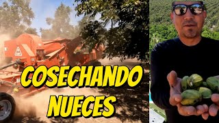 Cosecha de Nueces 2024👉🏻Valle del Yaqui🌵☑️ Así Vibran los árboles para cosechar😮😮💚💚👌fansdestacado [upl. by Bernette]