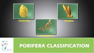 PORIFERA CLASSIFICATION [upl. by Brittne808]