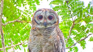 Indian Mottled Wood Owl call കാലൻകോഴിയുടെ ശബ്ദം [upl. by Sloatman773]