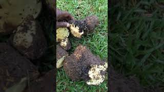 Harvesting Afu Pumpum Yam in my Backyard in Jamaica [upl. by Amelie]