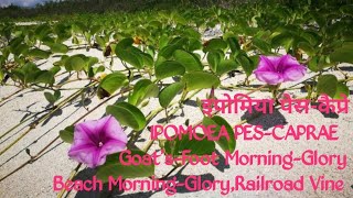 🌷65IpomoeaPesCapraeGoat Foot Morning GloryRailroad Full Drought Tolerantamp Medicinal Value Vine [upl. by Assecnirp]